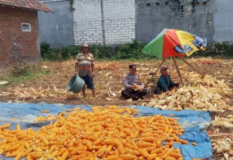 Aipda Bintoro Pak Bhabin Polsek Lowokwaru bantu pengupasan jagung 