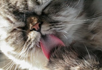 Fakta dan Fungsi Lidah Kucing Terasa Kasar