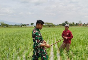 Serda Sony Dampingi Petani Laksanakan Matun Padi