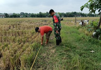 Babinsa Nglames Dampingi Pengukuran Sawah Bengkok untuk Pembangunan Sekolah Rakyat