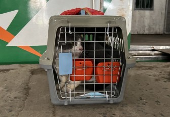 KAI Logistik Kirim Lebih dari 5.200 Hewan Peliharaan selama Periode Nataru 2025/2026