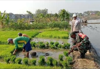 Bantu cabut bibit tanaman padi petani desa binaan 
