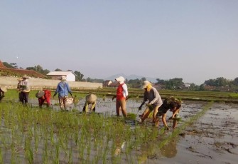 Koptu Riyadi Konsisten Dampingi Petani Desa Binaan