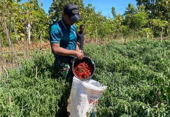 Yonarmed 12 Kostrad dan Warga Halilulik Bersinergi Wujudkan Ketahanan Pangan