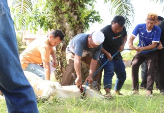 Polres Aceh Singkil Sembelih 6 Ekor Sapi Kurban