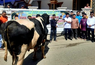 Sapi Kurban Presiden Prabowo Subianto Untuk Warga Alahan Mati