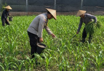 Pak Bhabin Penggerak Ketahanan Pangan, Dampingi Petani Jagung di Kota Malang