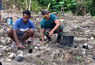Yonarmed 12 Kostrad Dukung Ketahanan Pangan, Tanam Cabai Bersama Warga Perbatasan