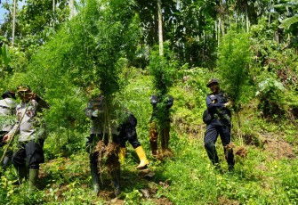 Sinergi Bea Cukai Aceh dan Aparat Penegak Hukum Ungkap Ladang Ganja Seluas 2 Hektare di Aceh Utara