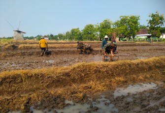 Dari Sawah untuk Ketahanan Pangan, Babinsa dan Gapoktan Krandegan Bahu Membahu Olah Lahan Padi
