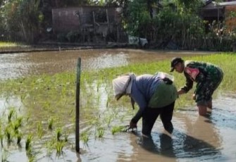 Serka Junaedi bantu tanam padi di wilayah desa binaan