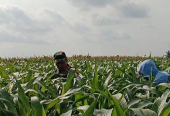 Serka Rapingi Dampingi Petani Bersihkan Gulma Jagung