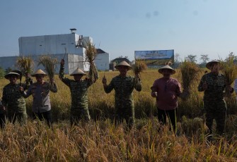 Panen Raya TNI bersama petani di areal persawahan Desa Gaum, Tasikmadu, Karanganyar, Jumat (17/7/2026)