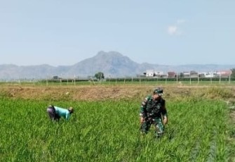 Babinsa Karangwaru Dampingi Petani Matun Padi