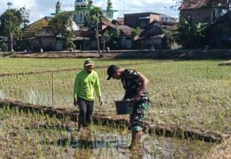 Pemupukan padi wilayah desa binaan