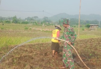 Babinsa Desa Sukoharjo Dampingi Petani Sirami Tanaman Jagung, Wujud Nyata Dukungan Ketahanan Pangan