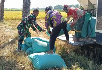 Panen Padi di Banyukambang, Babinsa dan Petani Jaga Ketahanan Pangan dari Sawah
