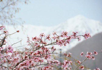 Sakura di Otari Nagano