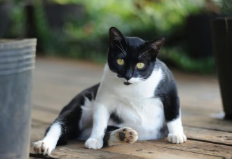 Penyebab Perut Kucing Membesar