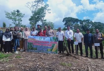 Pemdes Talang Babatan Tanam Jagung