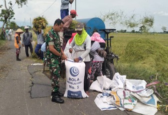 Ada Babinsa yang Setia Mendampingi Panen Raya