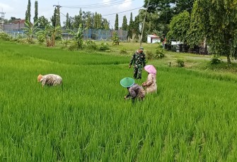 Babinsa Purworejo Dampingi Petani Rawat Padi demi Panen Lebih Baik