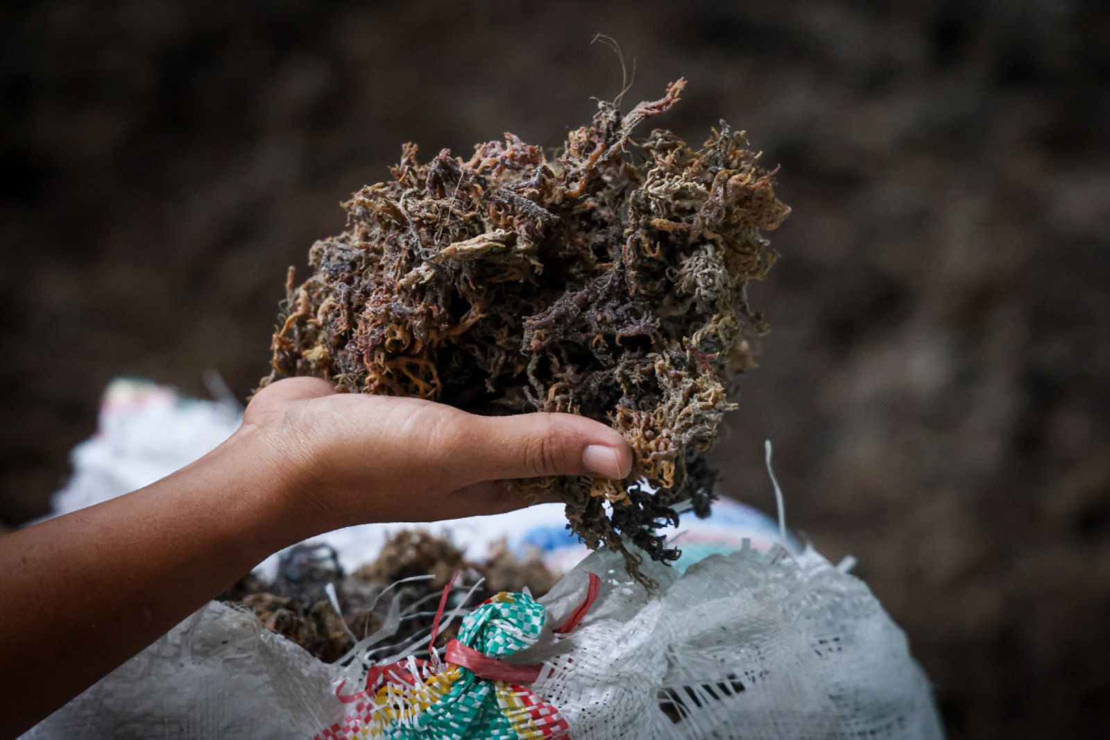 rumput laut