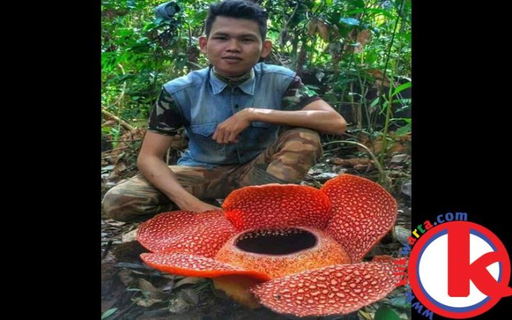 Bunga Rafflesia Mekar di Kebun Warga Kaur
