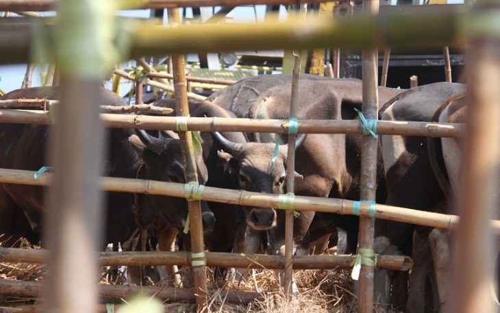 500 sapi asal NTT tiba di Pelabuhan Baai Kota Bengkulu