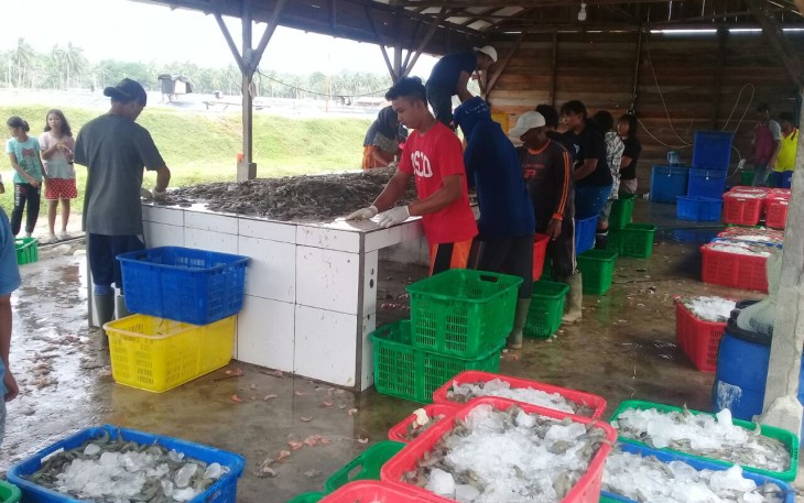 Hasil panen tambak udang