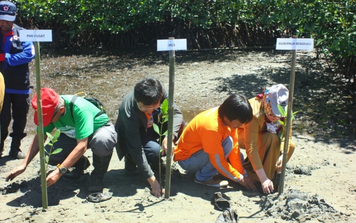 Penanaman mangrove di lokasi pusat edukasi mangrove PMI kelurahan Sumber Jaya 