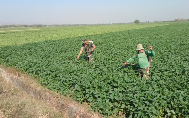 Dampingi Petani Dalam Program Upsus