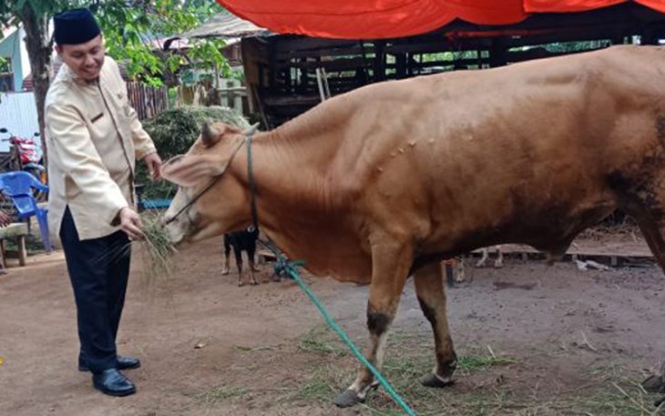 Direktur PDAM Tirta Dharma Kota Bengkulu Sjobirin Hasan Beri Makan Sapi Kurban 