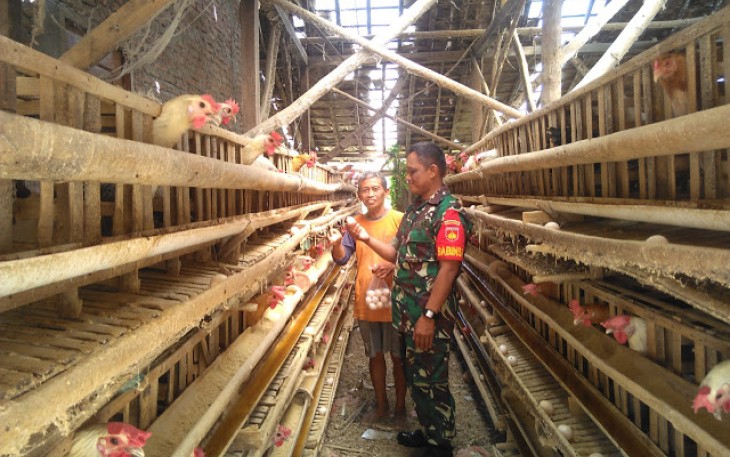  Sertu Edi Suranto laksanakan Komsos Dengan Menyambangi Peternak Ayam Arab Petelur