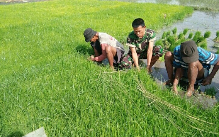 Babinsa Ceper Dampingi Petani  Siapkan Bibit Padi