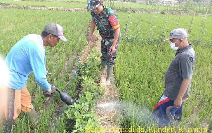 Babinsa Bersama Warga Tangkap Tikus Di Sawah   
