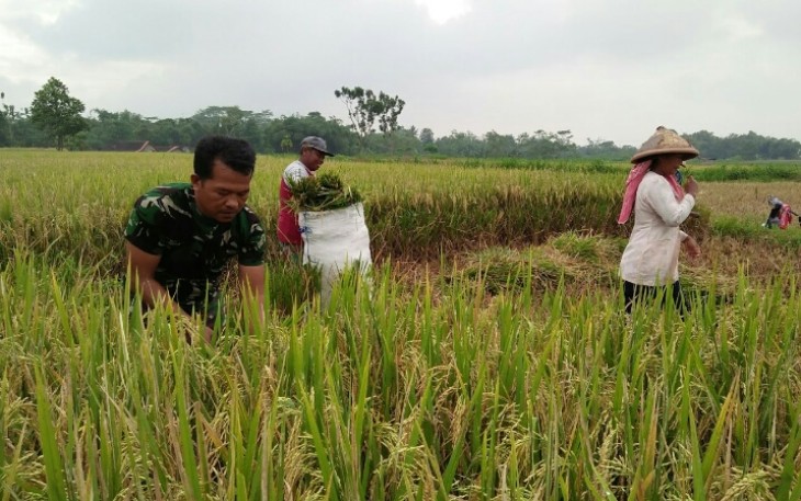 Bentuk Kemanunggalan TNI Dan Rakyat Babinsa Bantu Panen Padi 