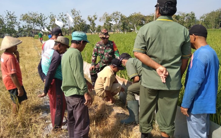 Babinsa Wonosari Lakukan Simulasi Geropyokan Tikus Bersama Petani