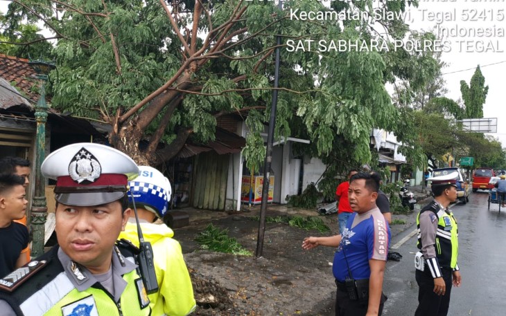 POHON TREMBESI ROBOH MENIMPA TIGA KIOS