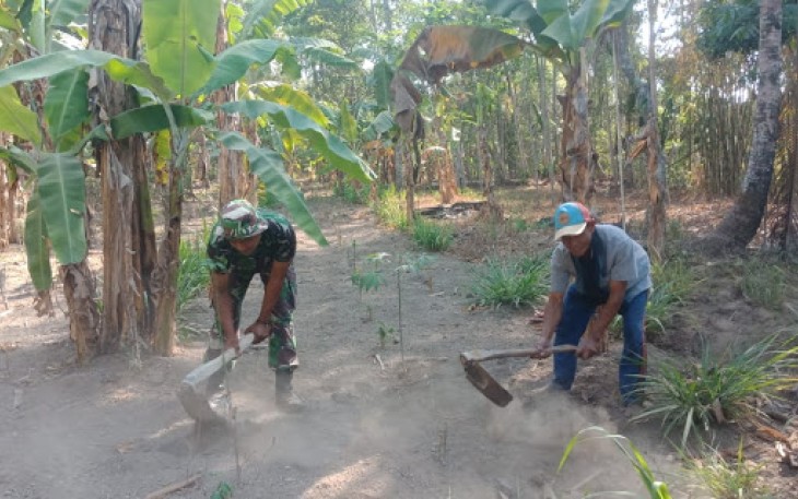 Babinsa Bantu Pendangiran Tanaman Palawija   
