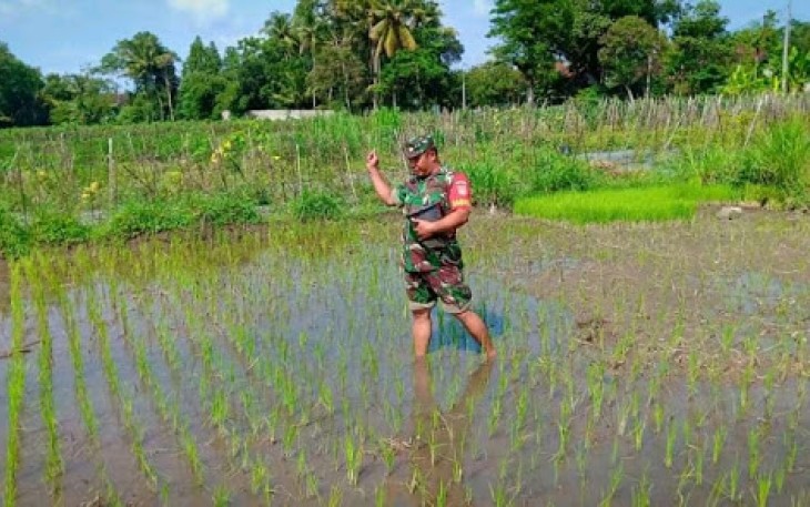 Semangat Babinsa Taskombang Dalam Mendampingi Petani   