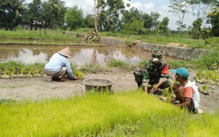 Babinsa Dampingi Petani Dalam Penyiapan Benih Padi