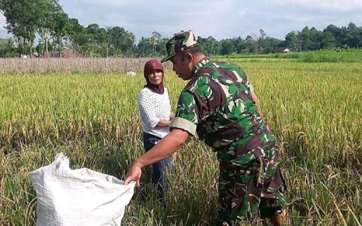 Babinsa Dampingi Petani Panen Padi 
