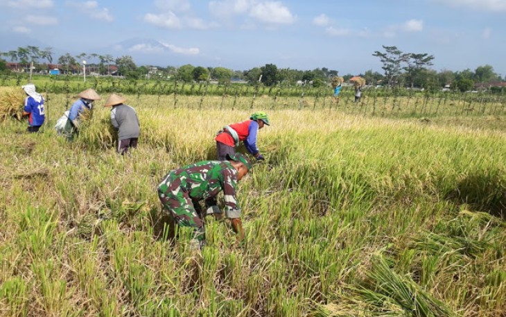 Keterlibatan Babinsa Dalam Upaya Khusus Pertanian Polanharjo  