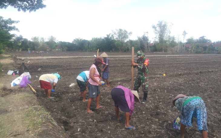 Babinsa Cawas Beri Semangat Kepada Petani   