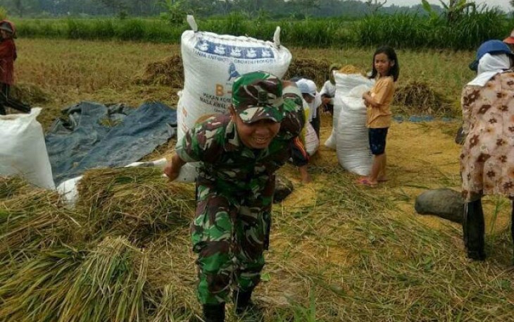 Babinsa Desa Barukan Mengikuti Giat Panen Padi