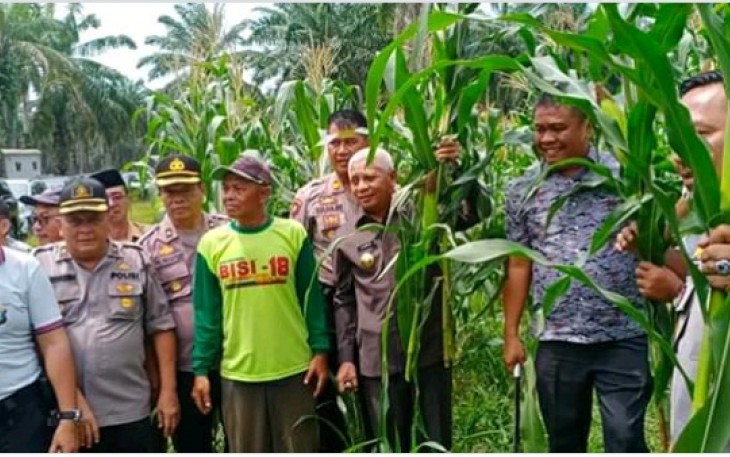 Bupati dan Kapolres Asahan Panen Jagung Hibrida