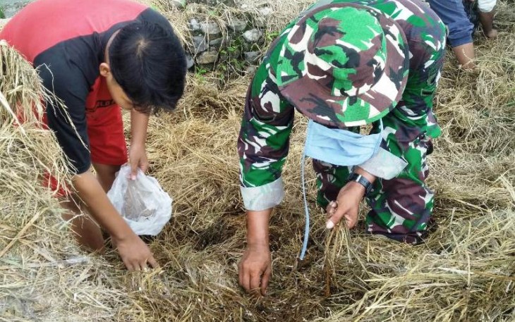 Publikasi TMMD Reguler Pekalongan Coba Mengangkat Potensi Budidaya Jamur Merang