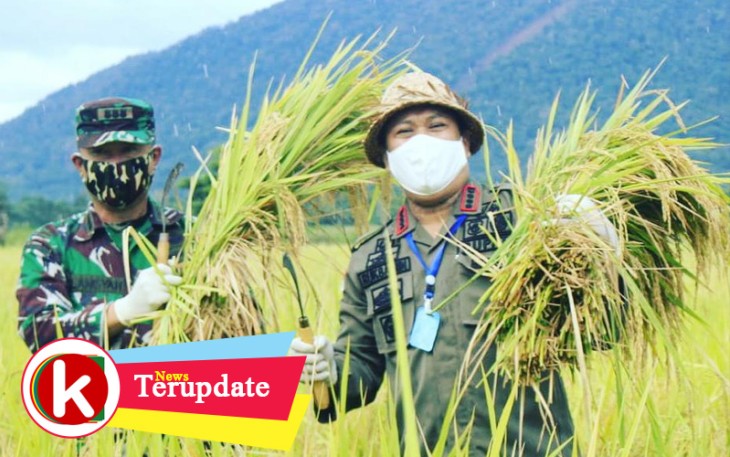 Dandim Kendari saat Panen Padi di sawah