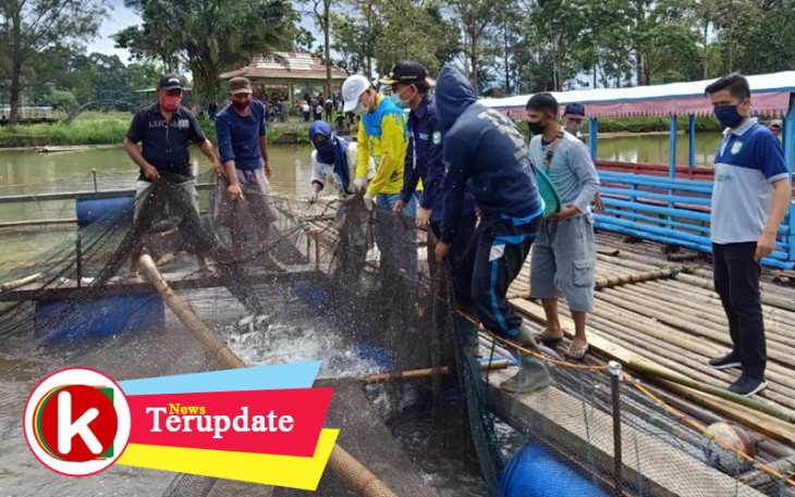 Gubernur Bengkulu Rohidin Mersyah saat ikut memanen ikan